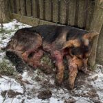 Călin n-a fost salvat o dată. A fost salvat încet, zi după zi până când s-a făcut bine.