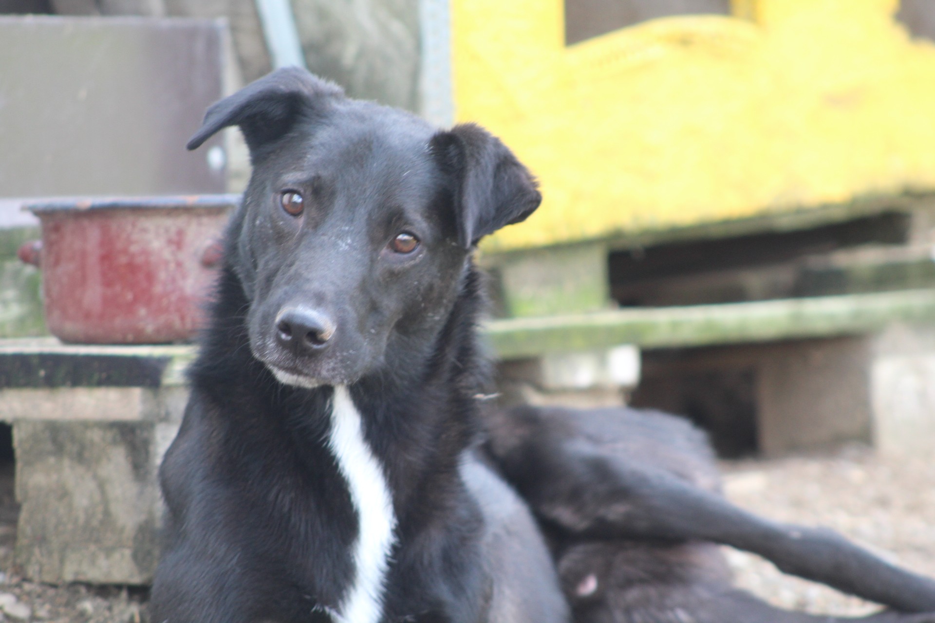 Alin Casa lui Patrocle 2