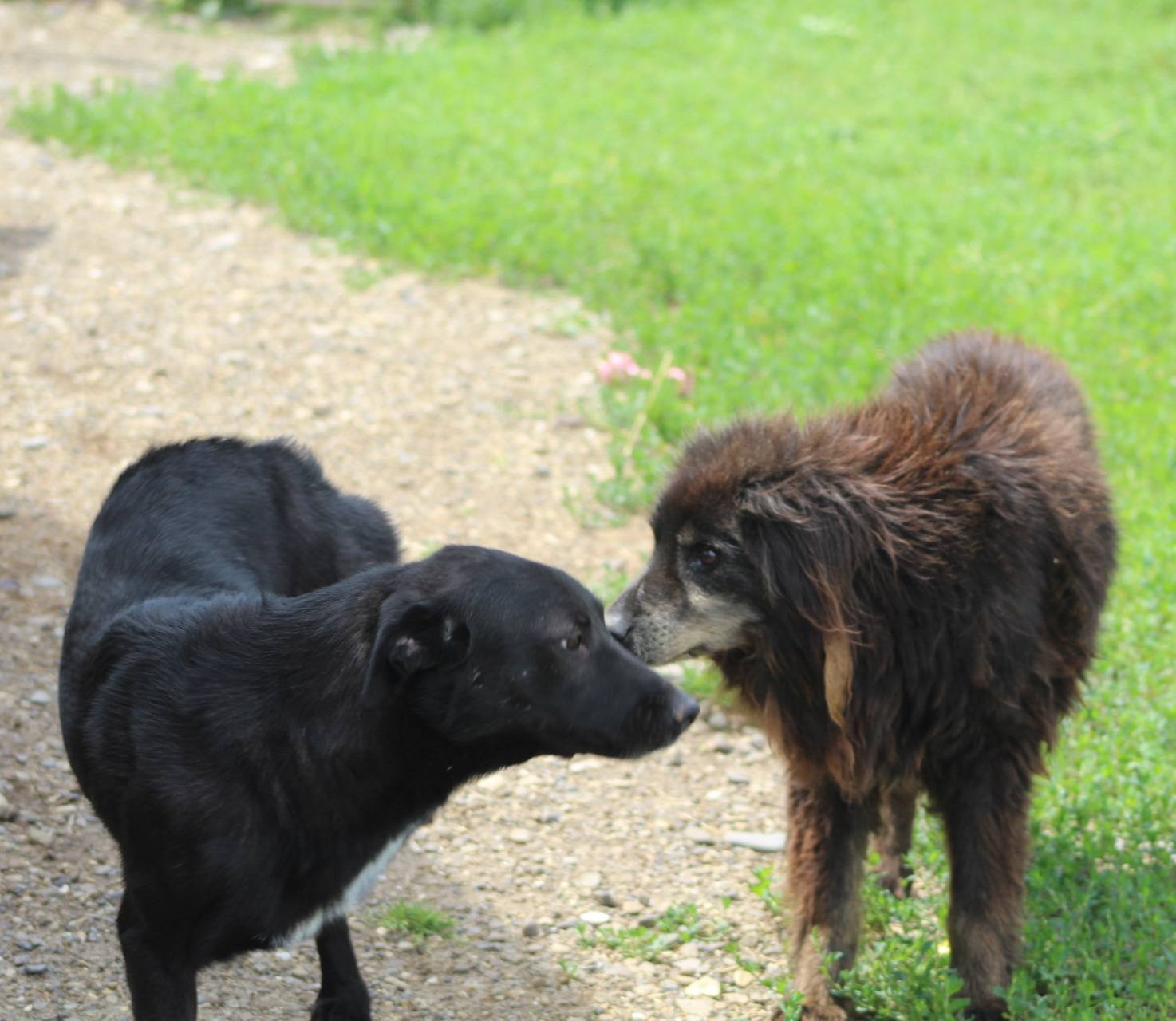 Alin Casa lui Patrocle 3