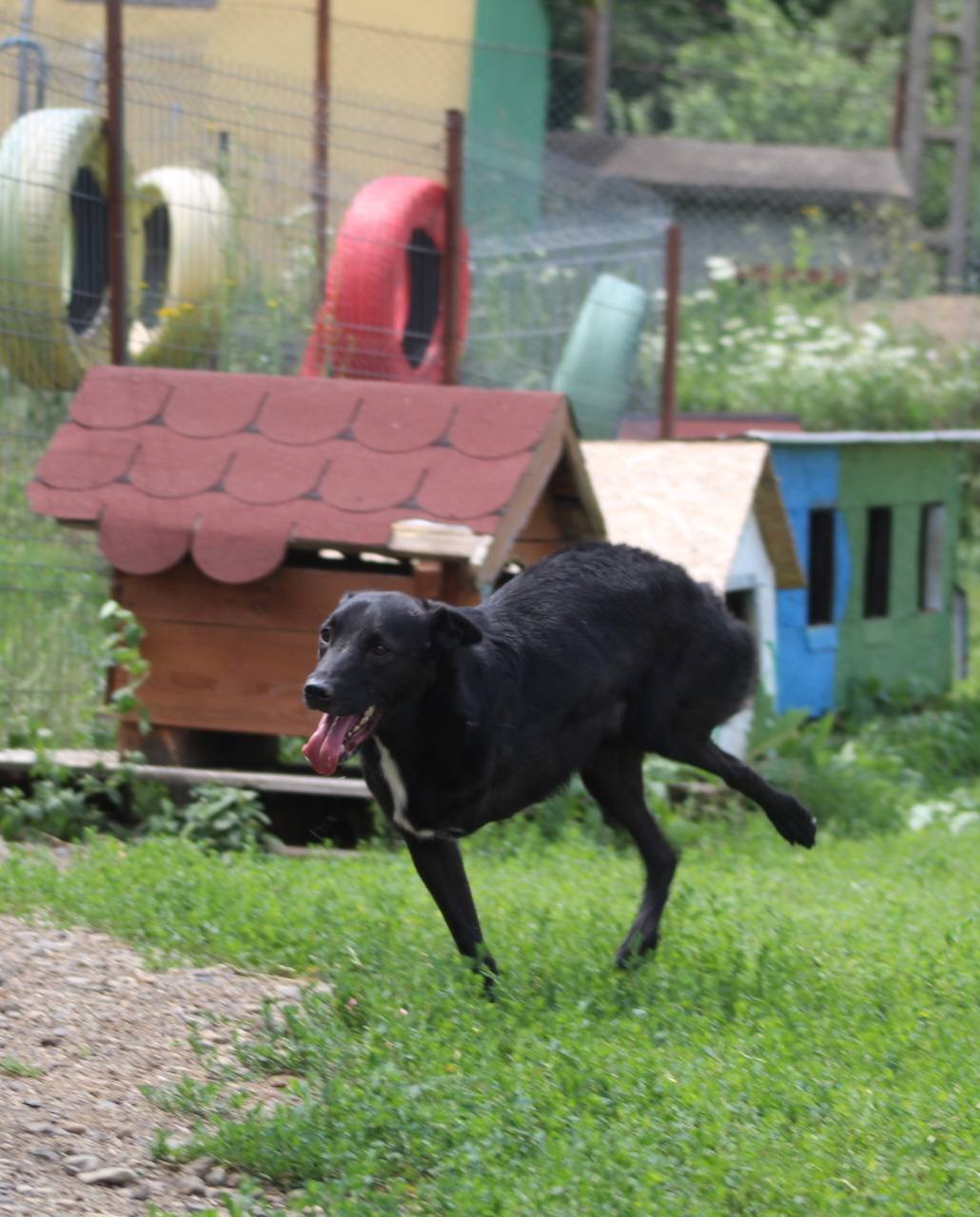 Poza principală Alin