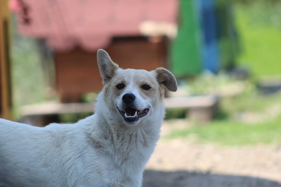 Amelie, câine femelă de talie medie