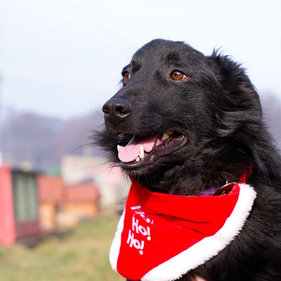 Andrei Casa lui Patrocle 2