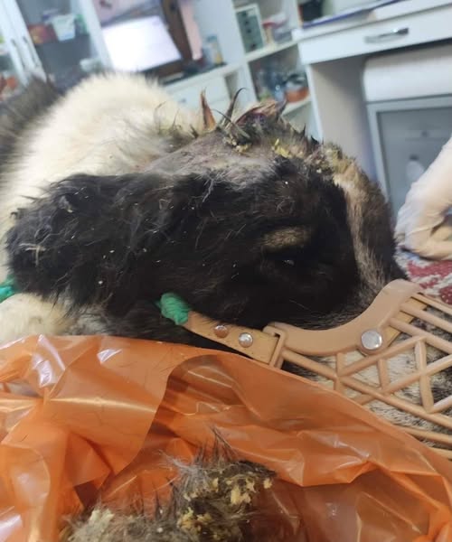 Anton Casa lui Patrocle 2