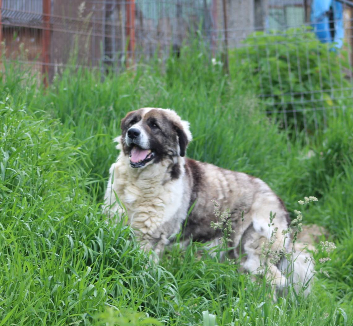 Anton Casa lui Patrocle 3