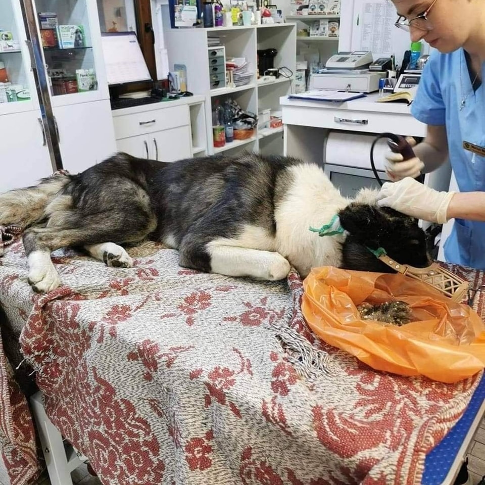 Anton Casa lui Patrocle 4