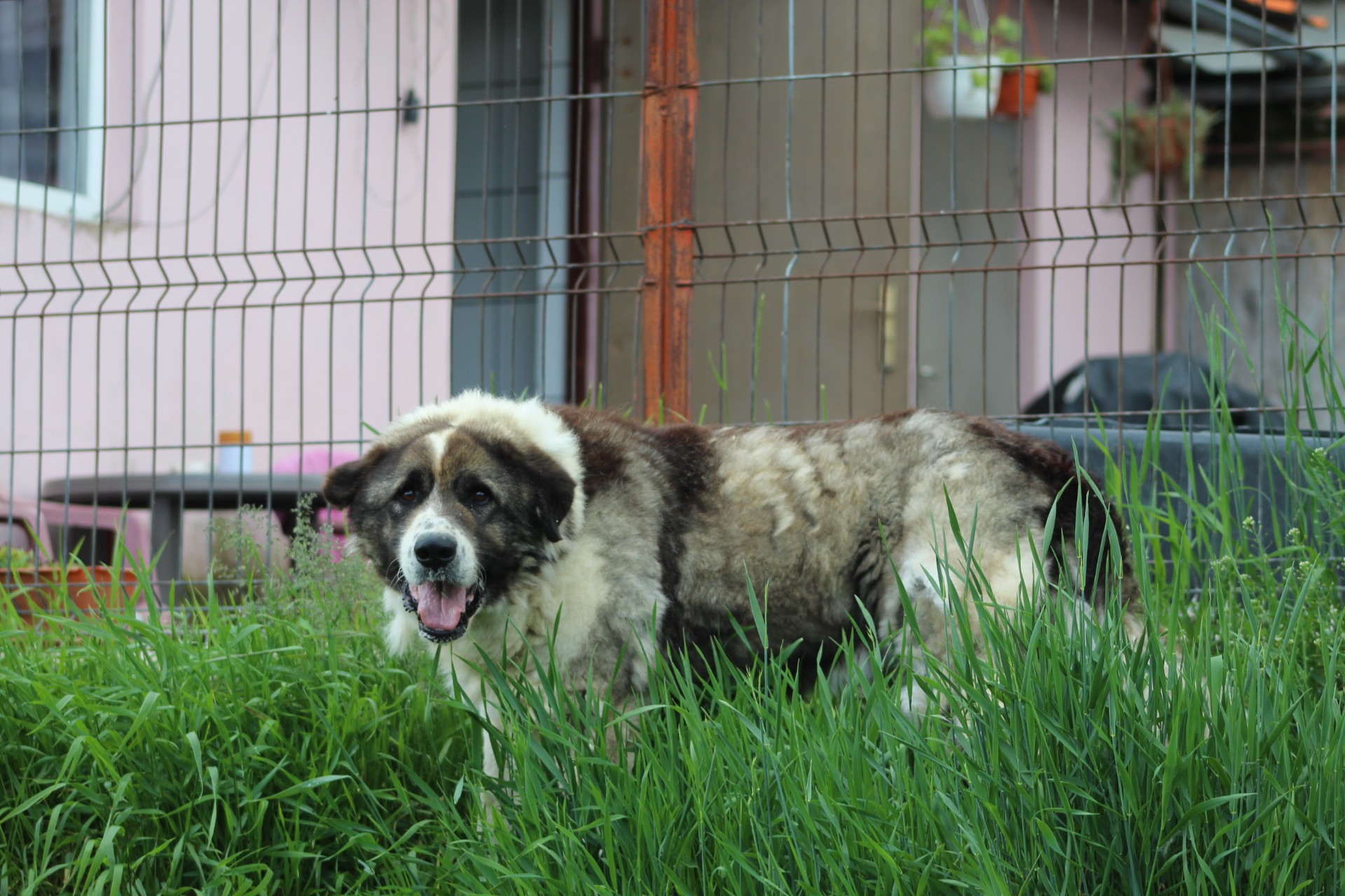 Anton Casa lui Patrocle 5