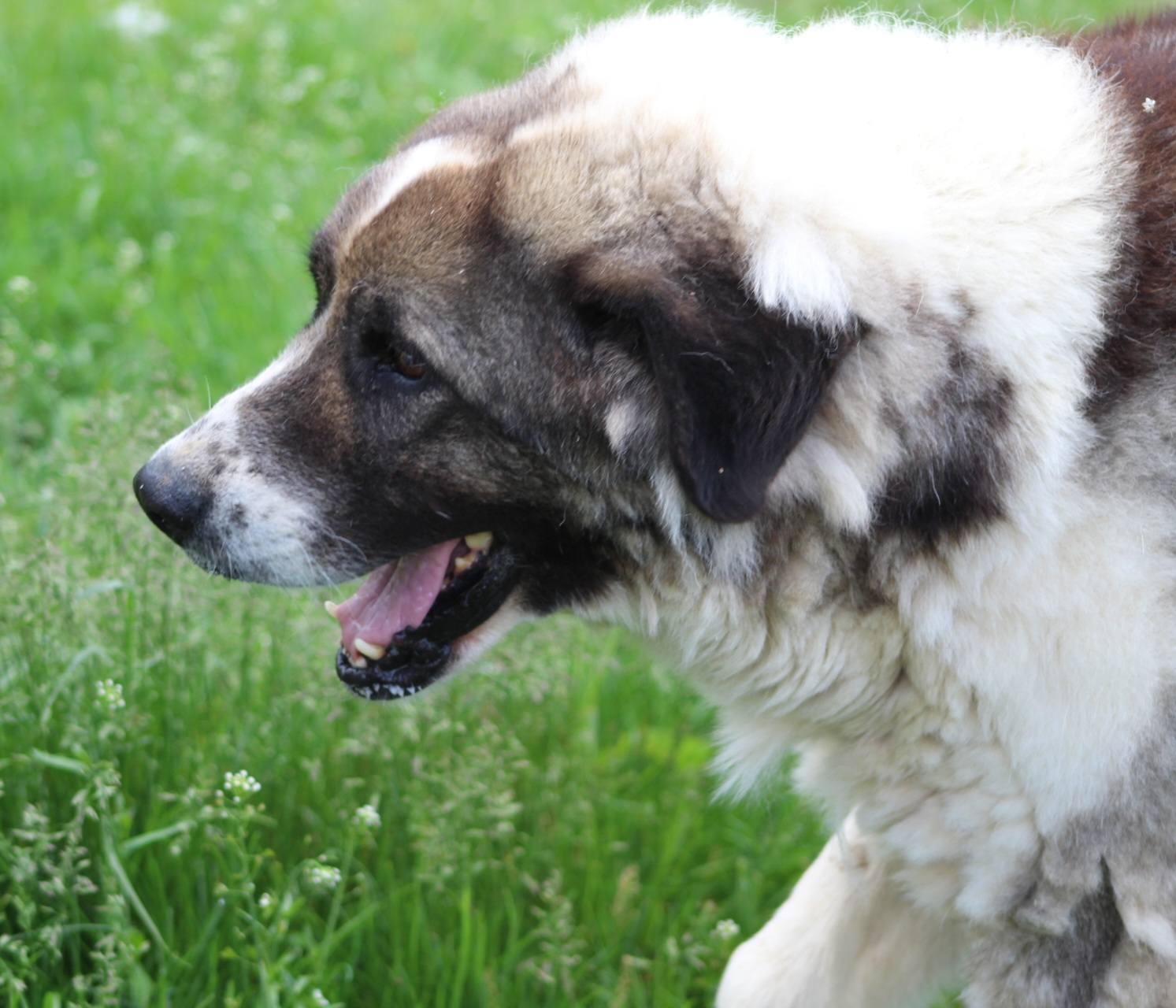 Anton Casa lui Patrocle 6