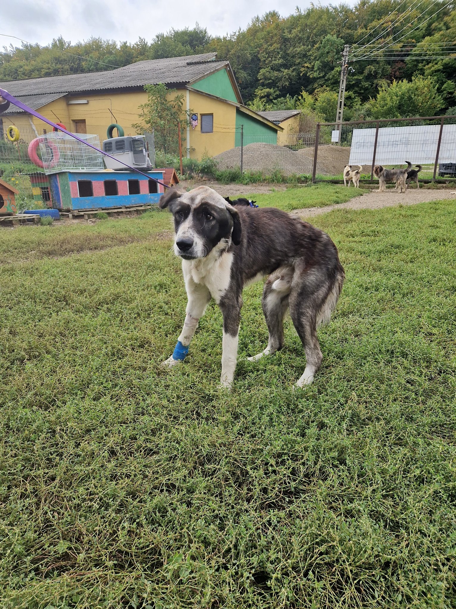 Anton Casa lui Patrocle 7