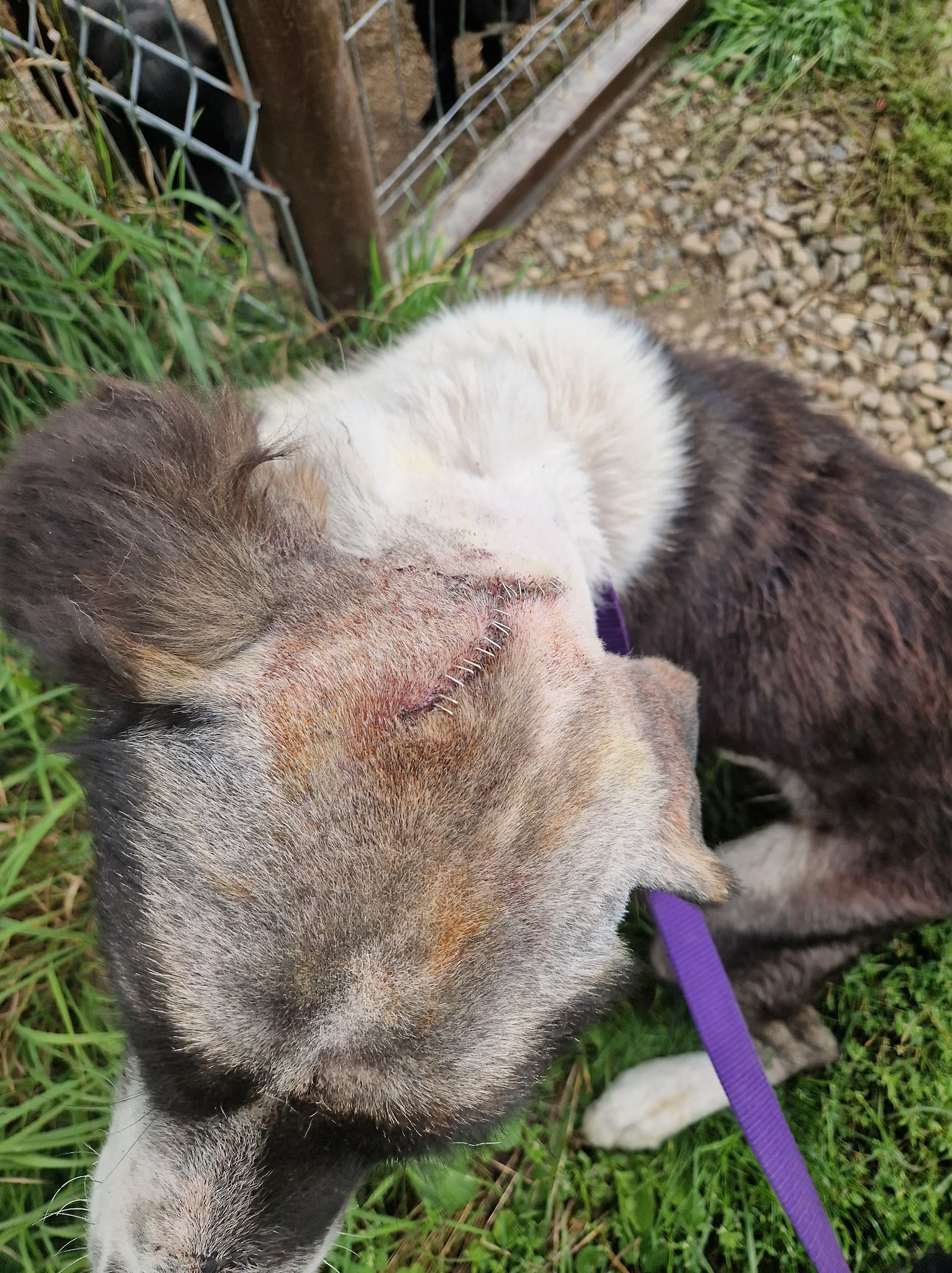 Anton Casa lui Patrocle 8