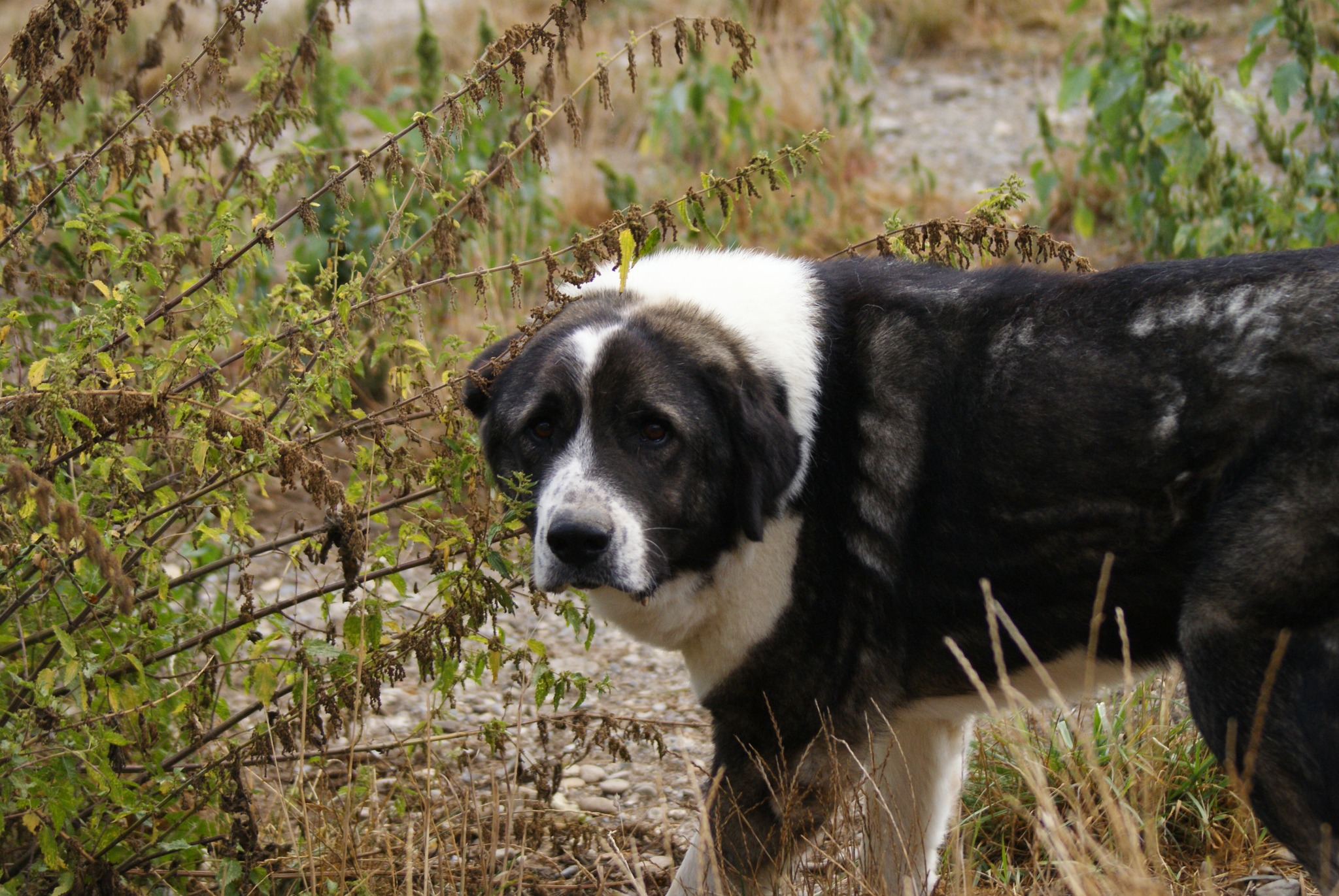 Anton, câine mascul de talie medie