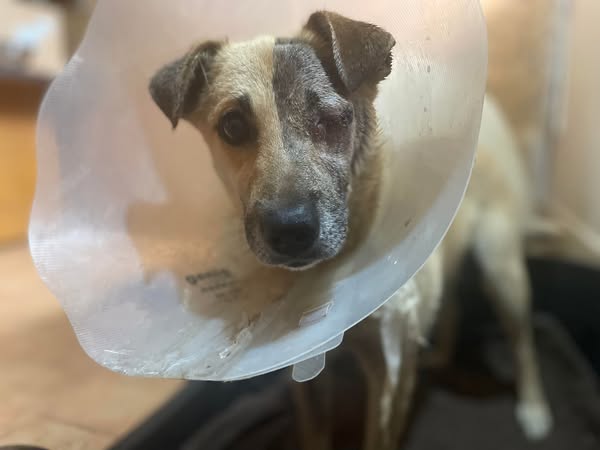 Aurel Casa lui Patrocle 2