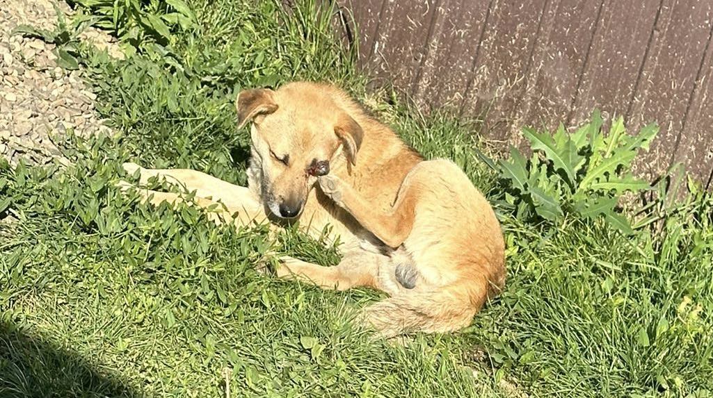 Aurel Casa lui Patrocle 3