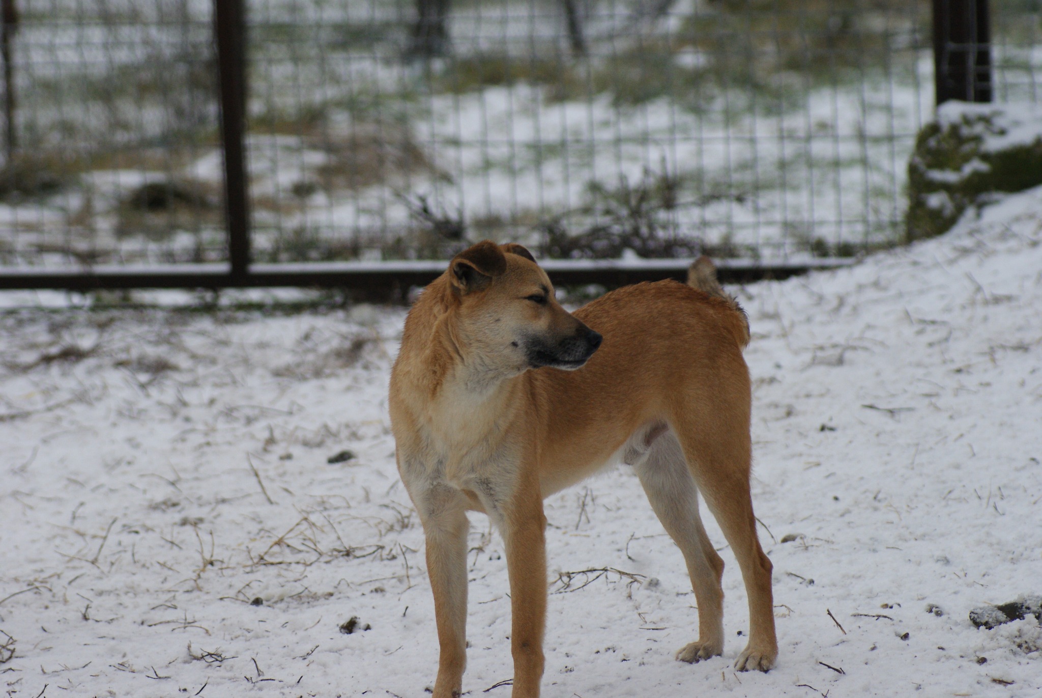 Aurel Casa lui Patrocle 4