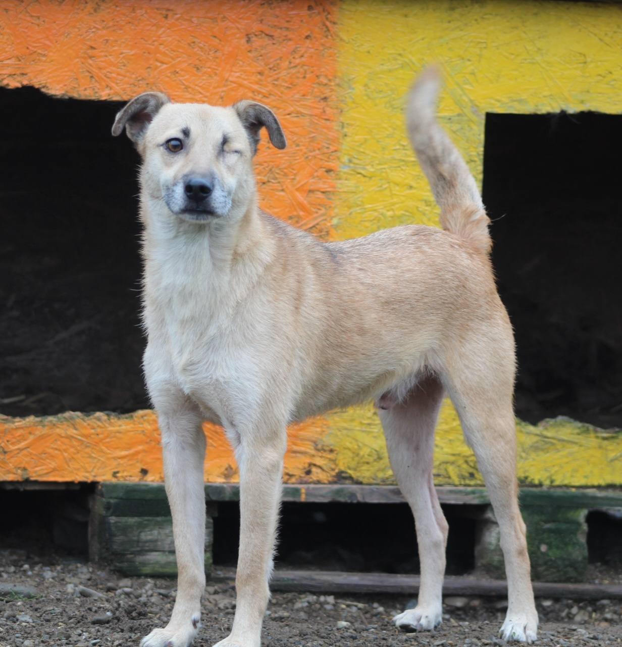 Aurel Casa lui Patrocle 5