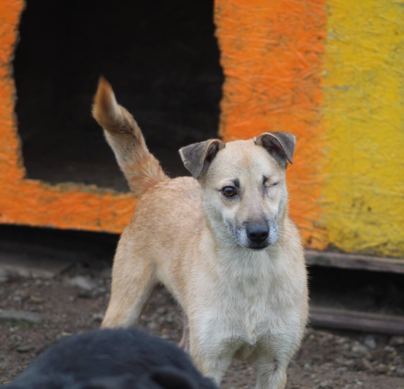 Aurel Casa lui Patrocle 7