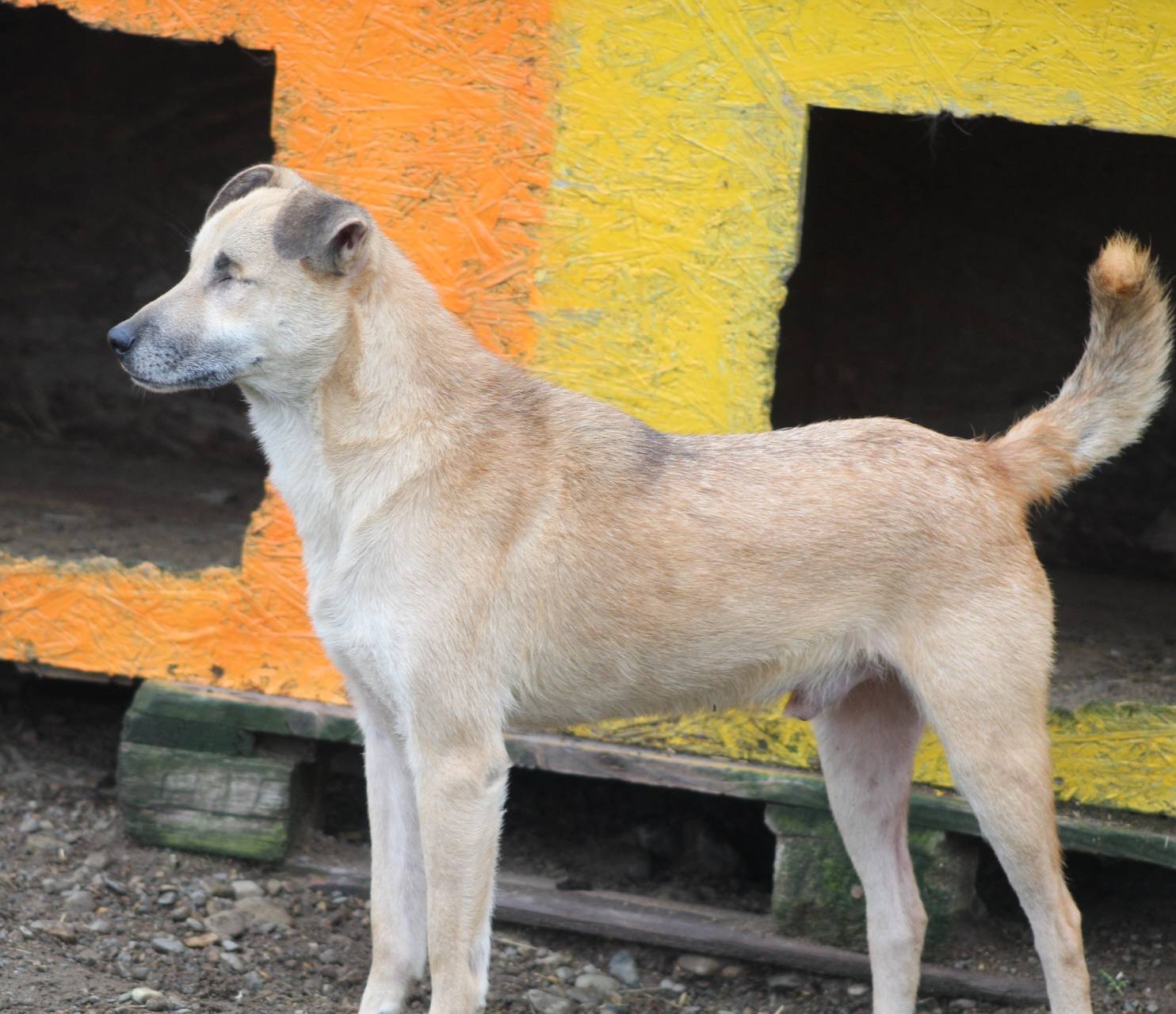 Aurel Casa lui Patrocle 8