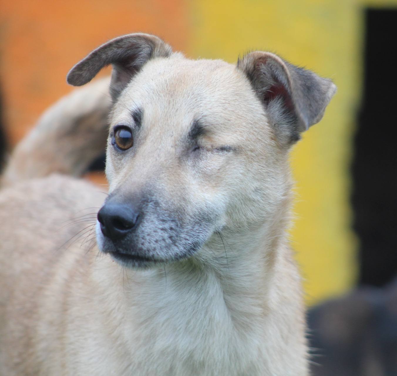Aurel, câine mascul de talie medie