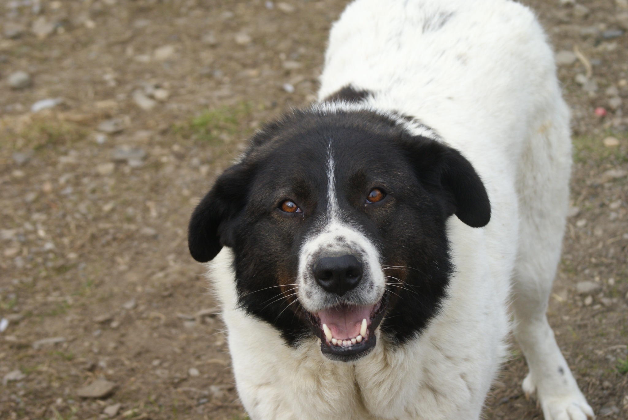 Ayana Casa lui Patrocle 2