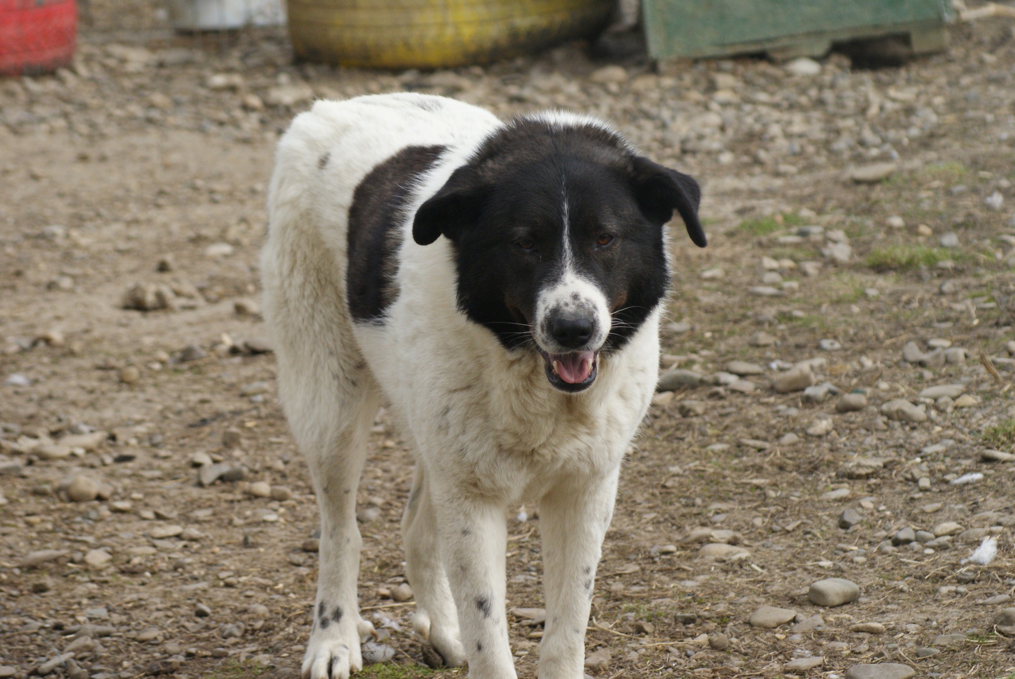 Ayana Casa lui Patrocle 3