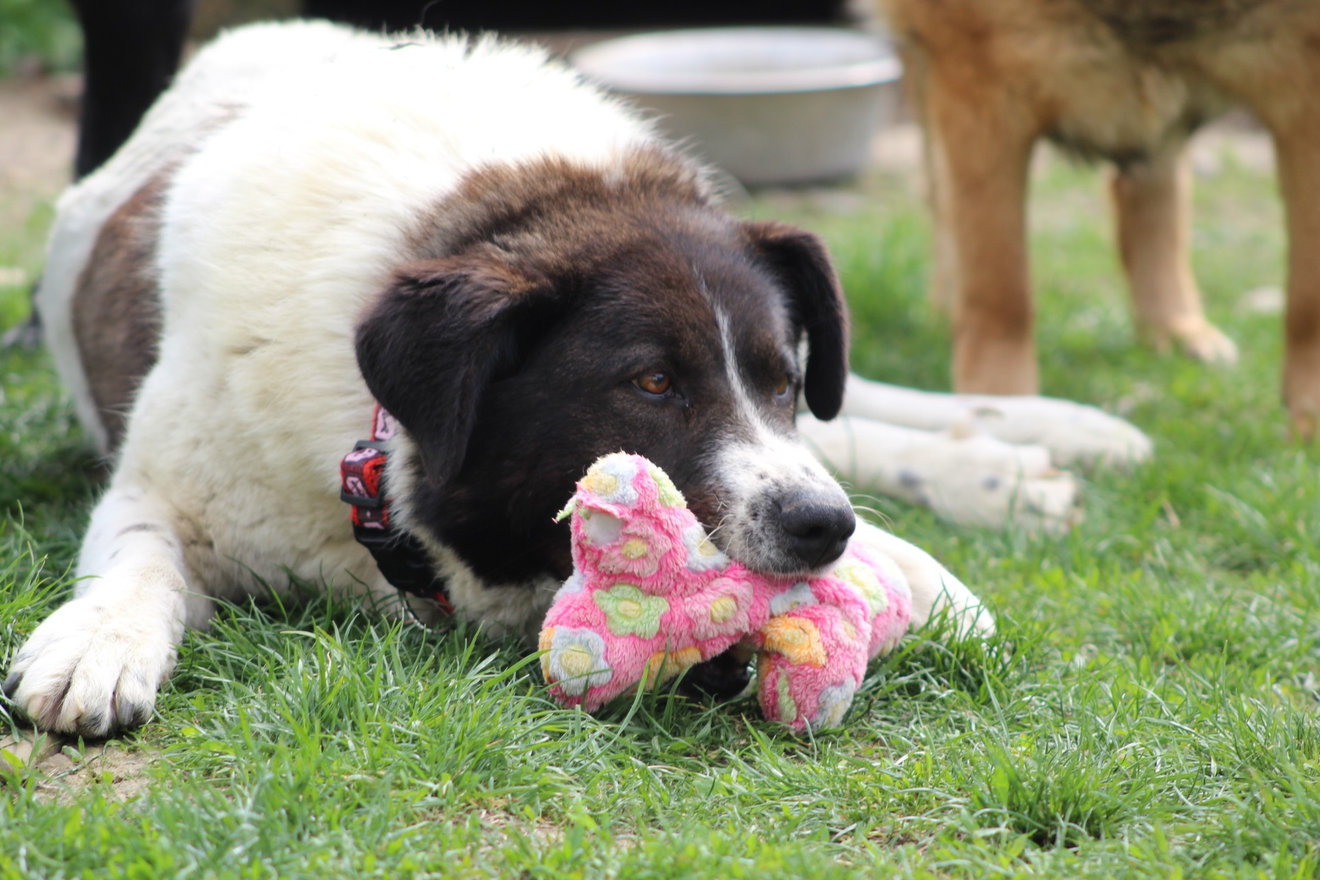 Ayana Casa lui Patrocle 4