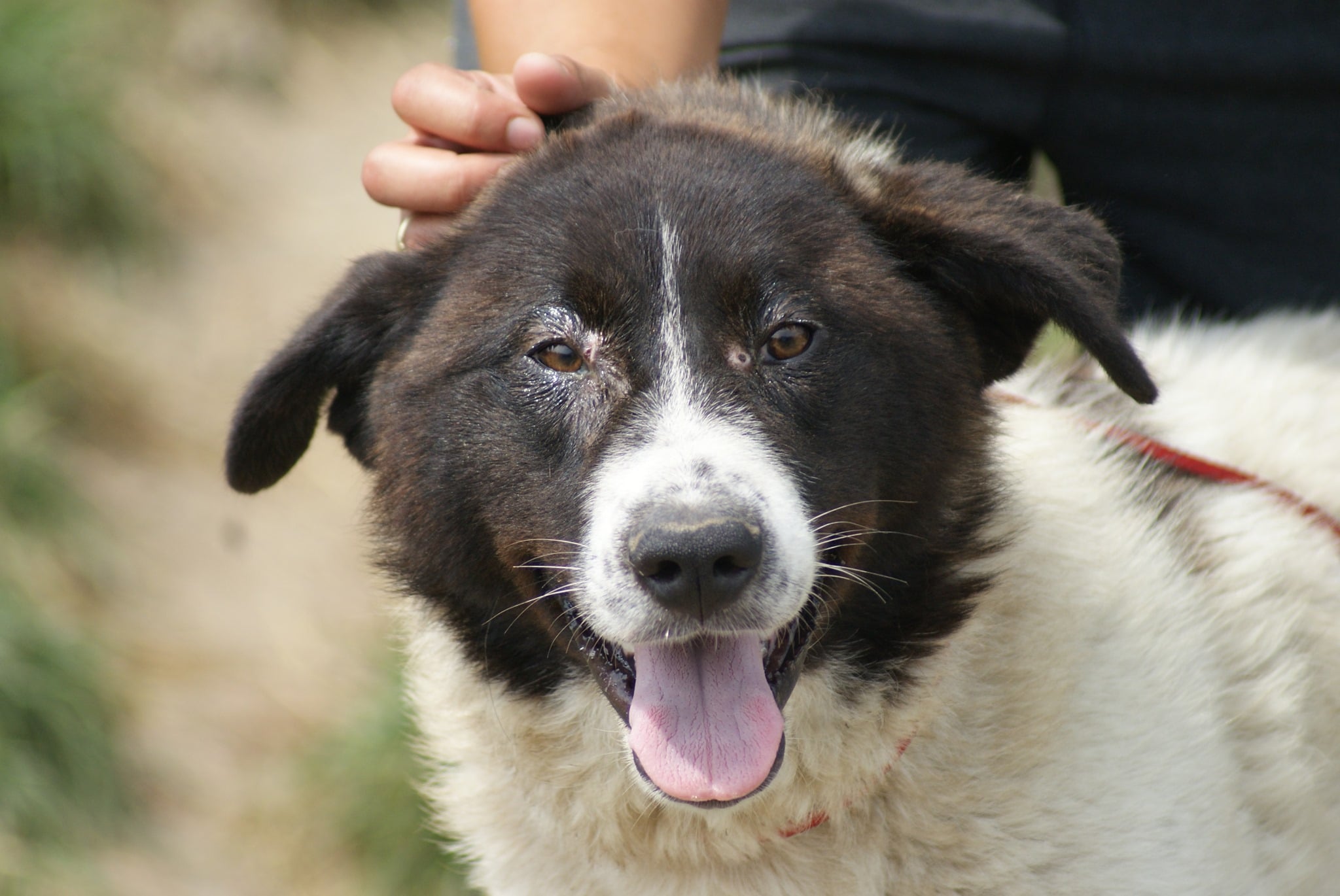 Ayana, câine femelă de talie medie