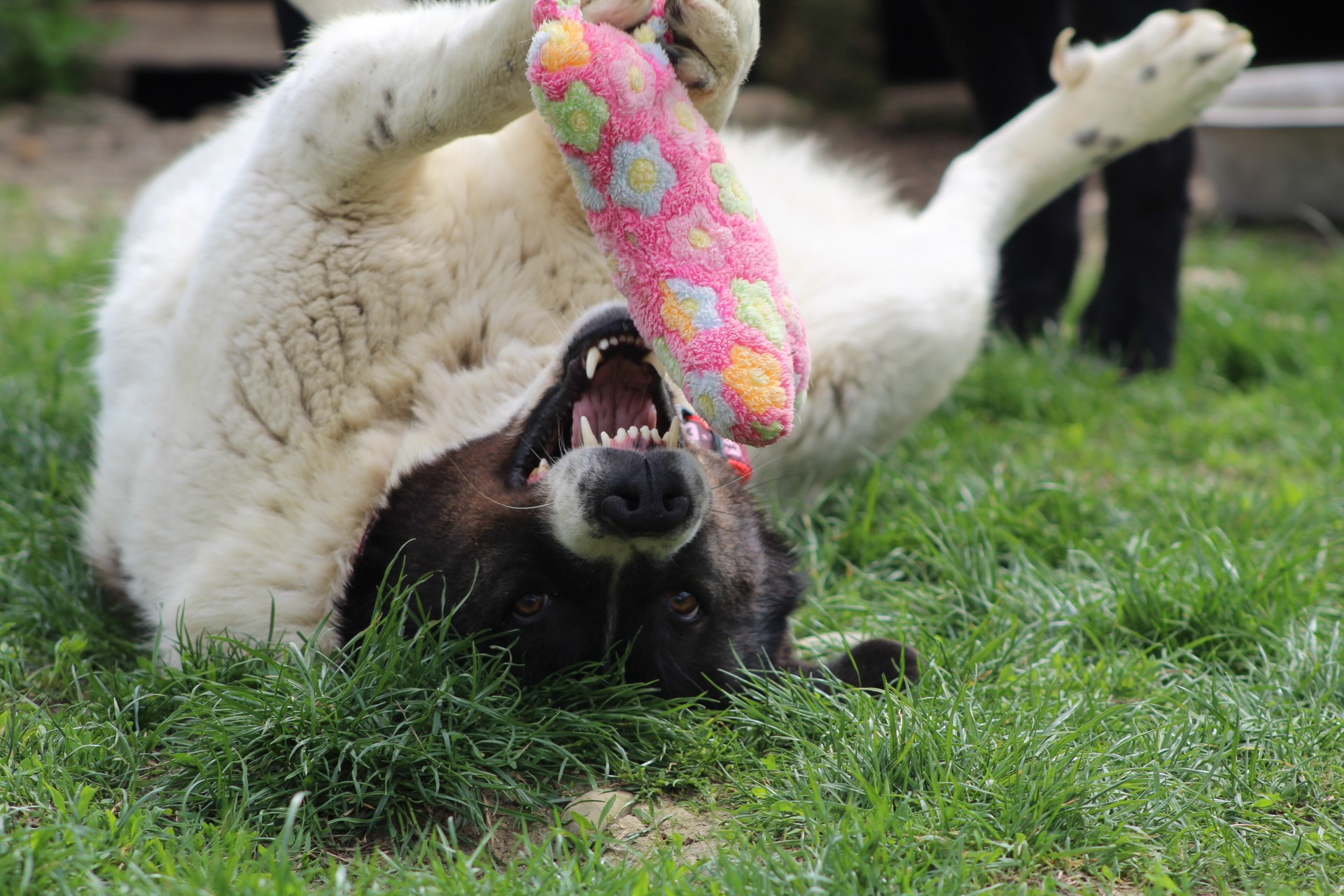 Ayana Casa lui Patrocle 6