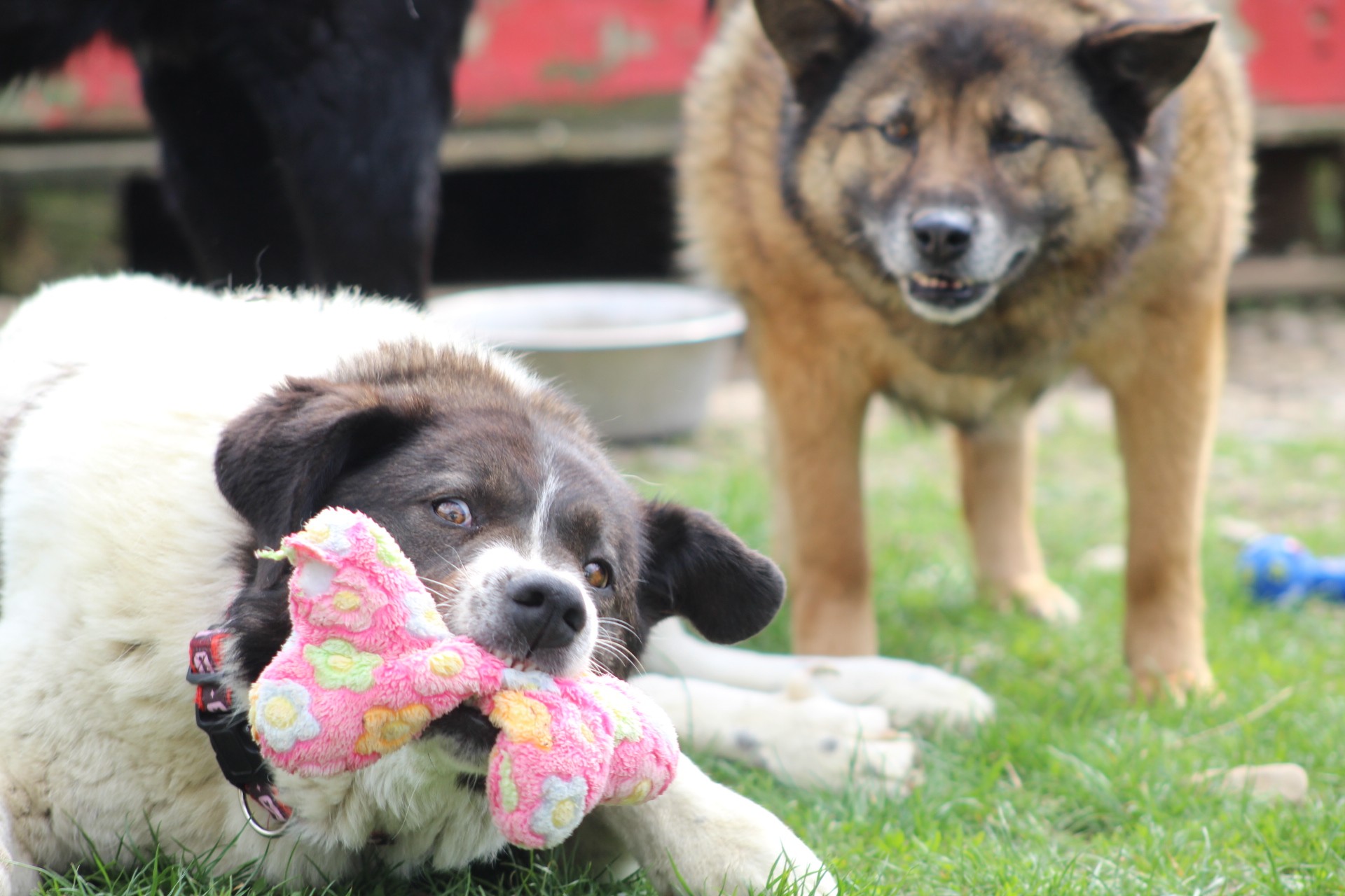 Ayana Casa lui Patrocle 7