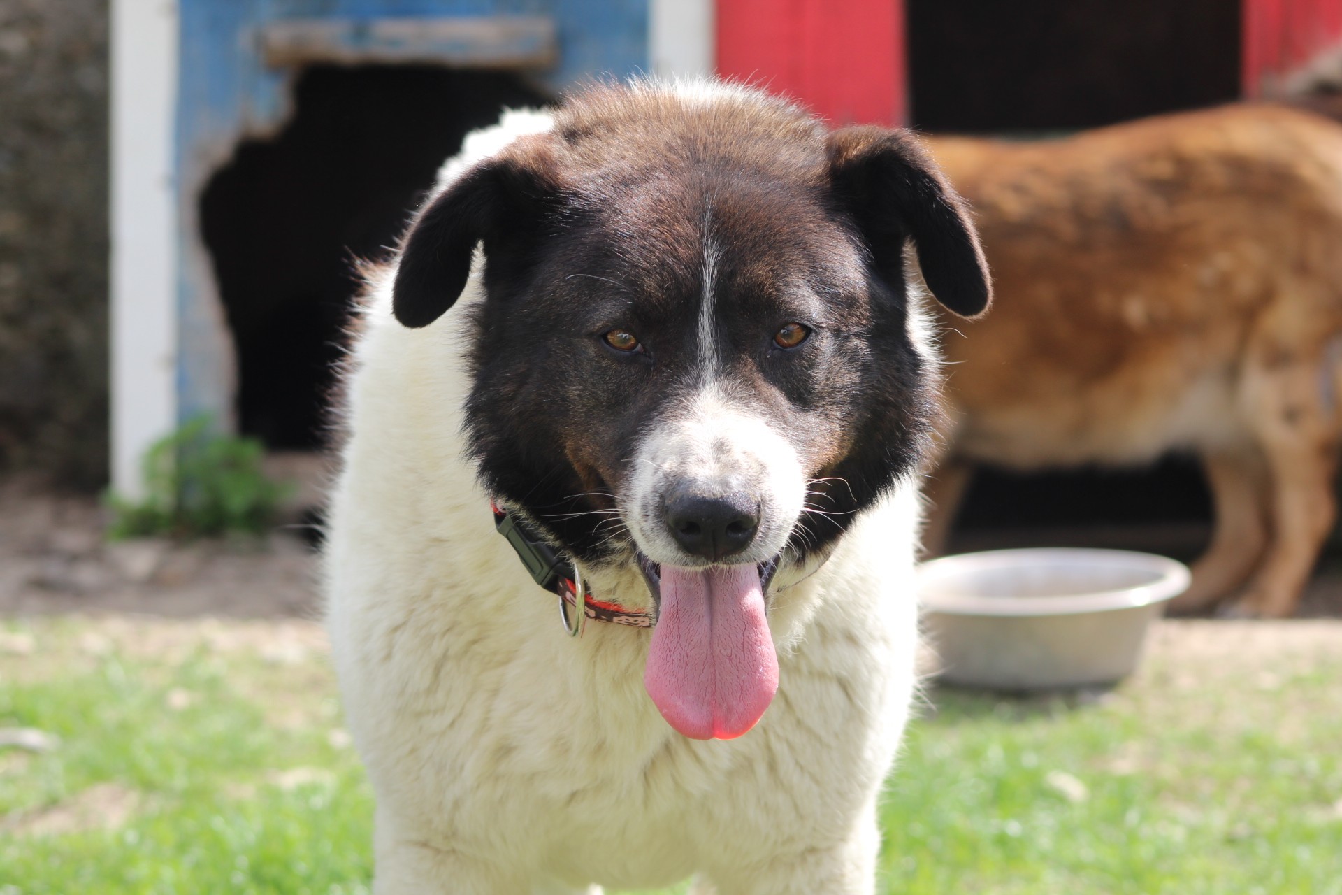 Ayana Casa lui Patrocle 8