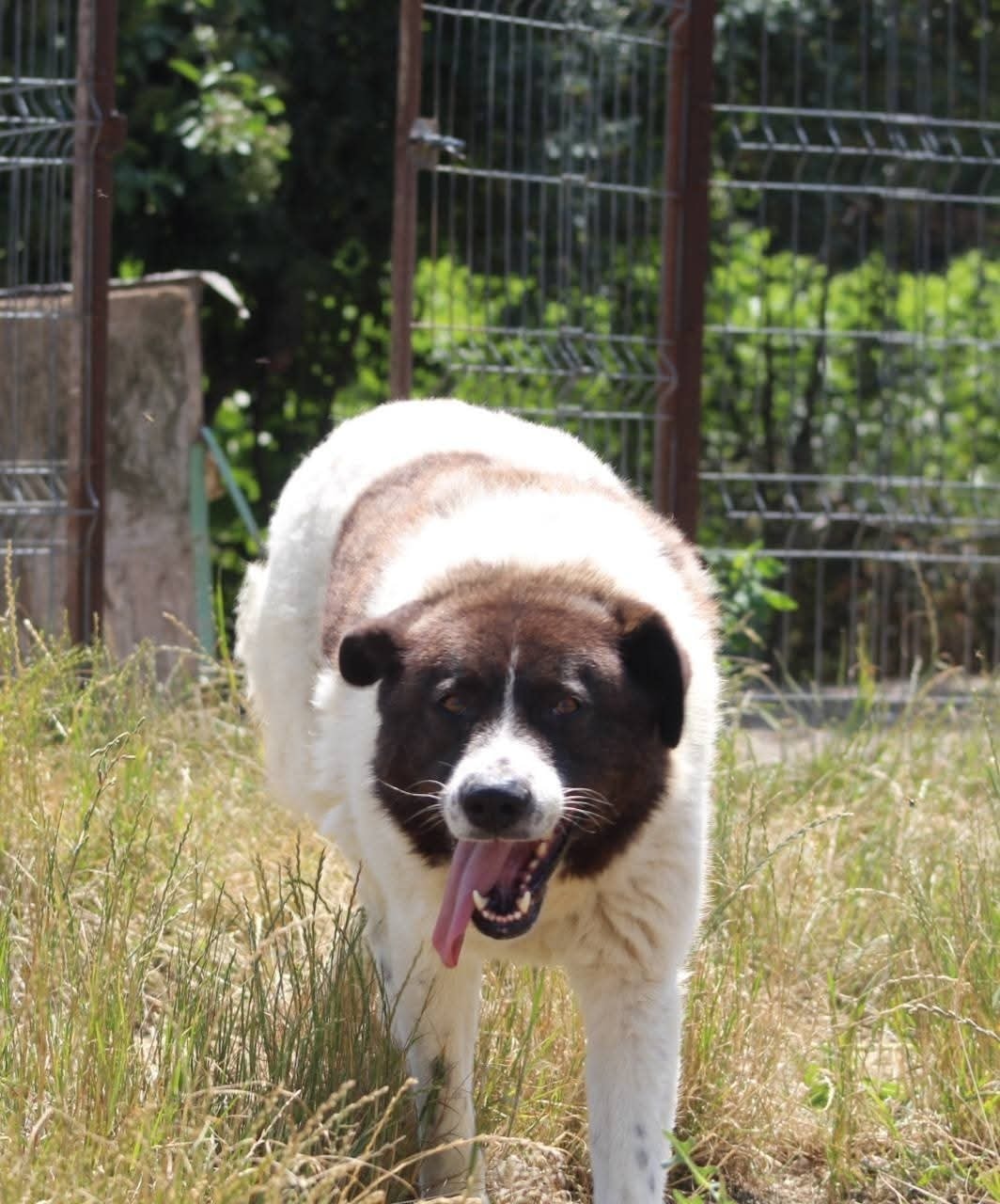 Ayana Casa lui Patrocle 1