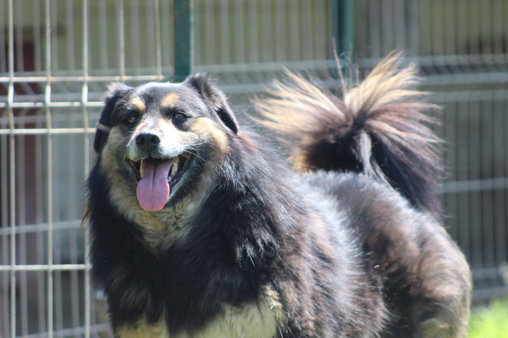 Azalea Casa lui Patrocle 2