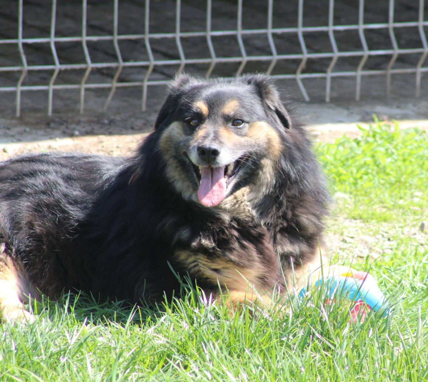 Azalea Casa lui Patrocle 3