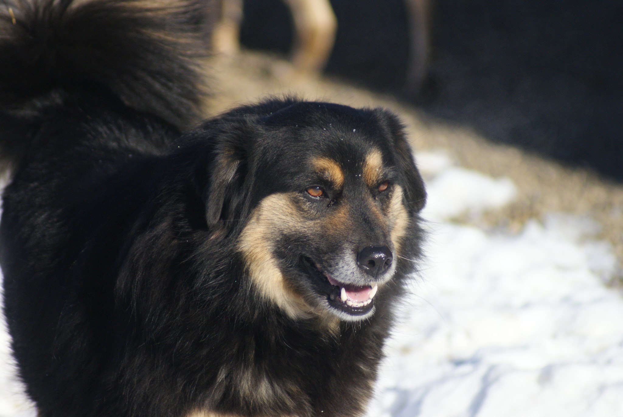 Azalea Casa lui Patrocle 4