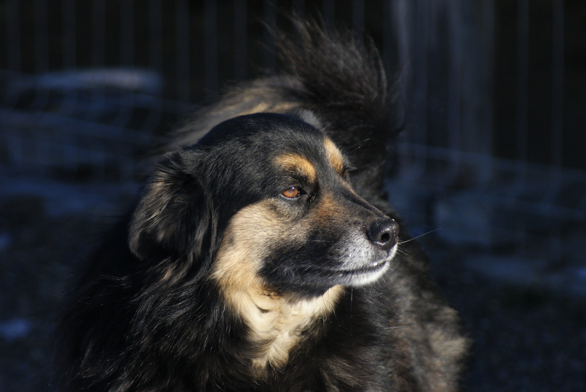 Azalea Casa lui Patrocle 5