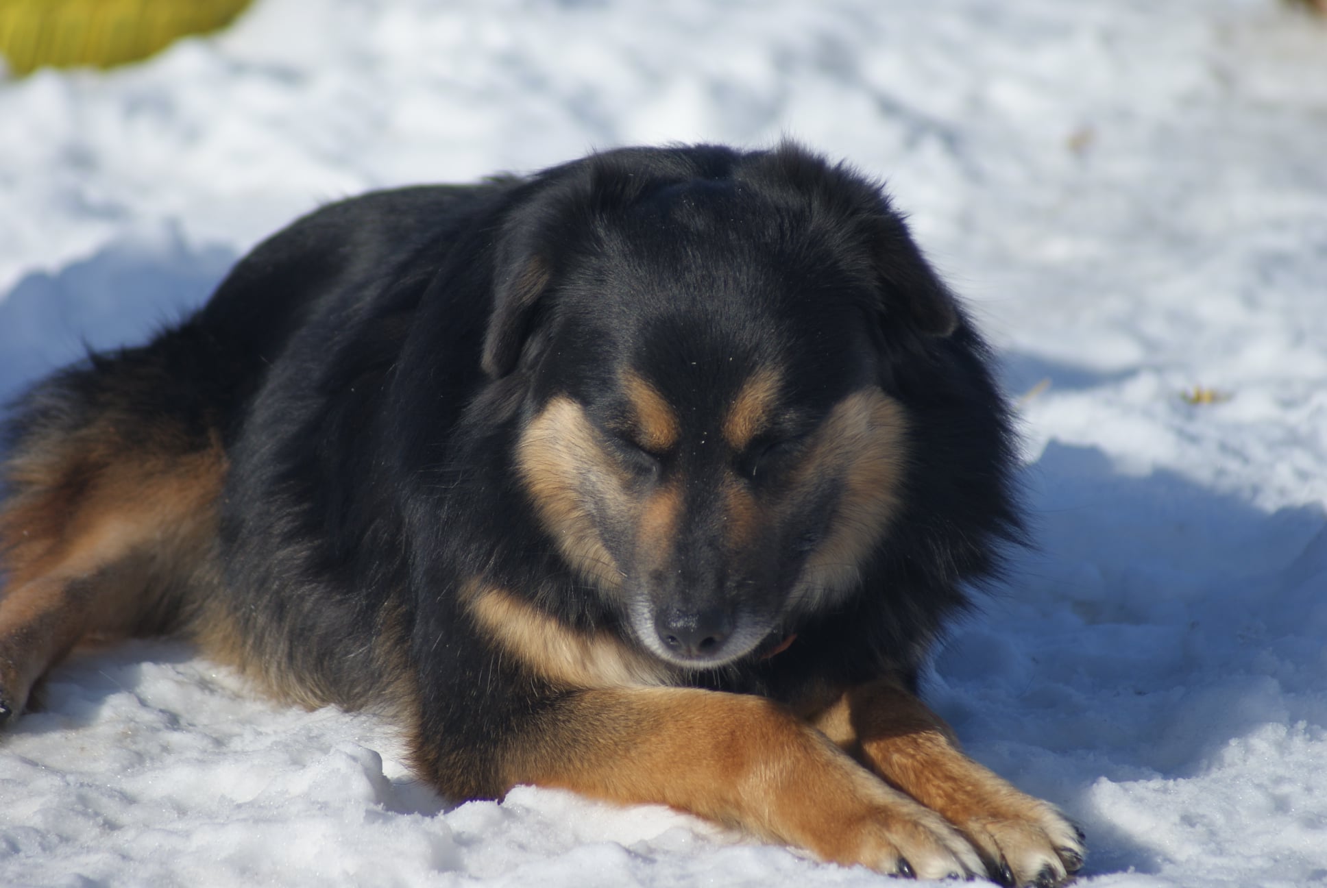 Azalea Casa lui Patrocle 6