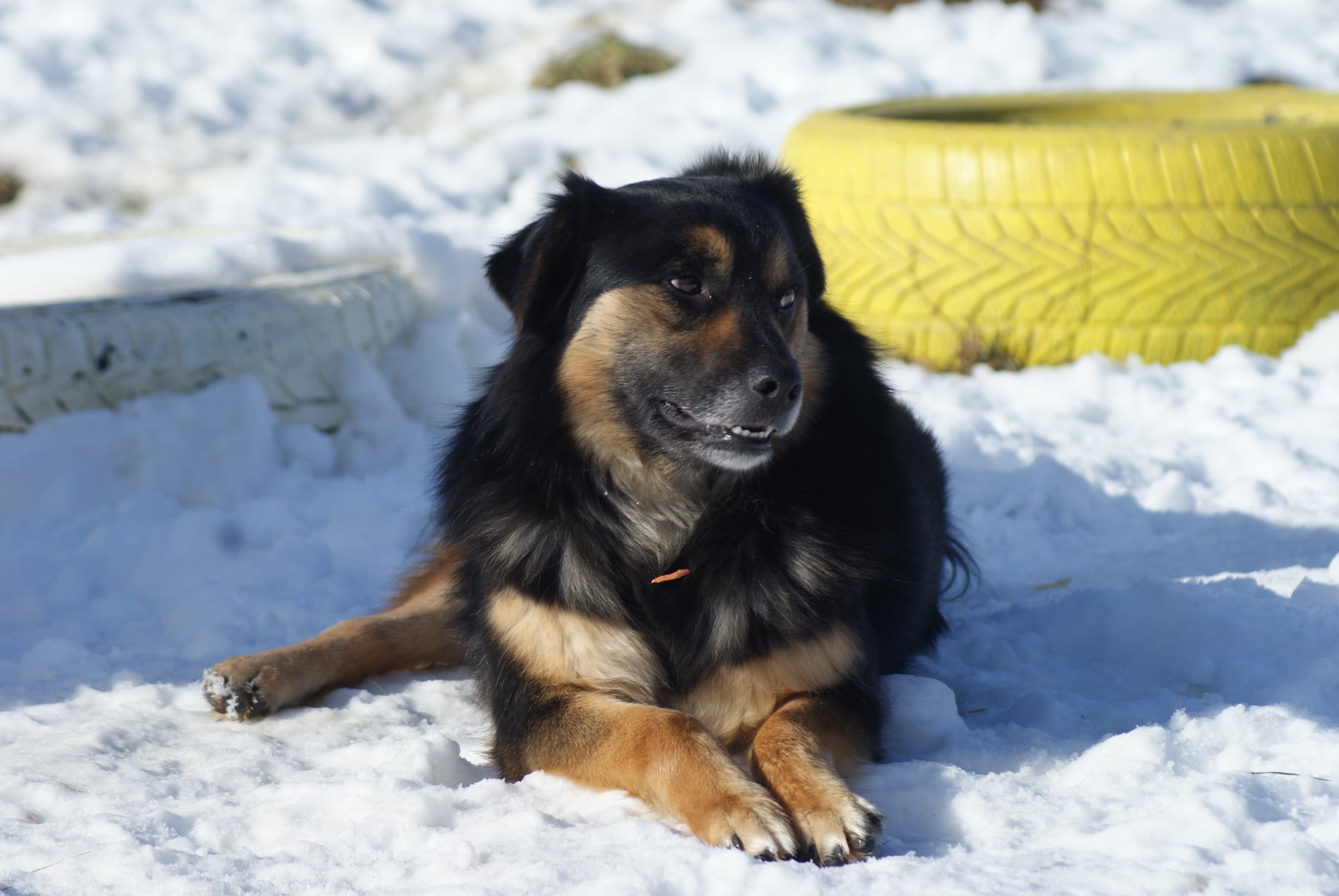 Azalea Casa lui Patrocle 7