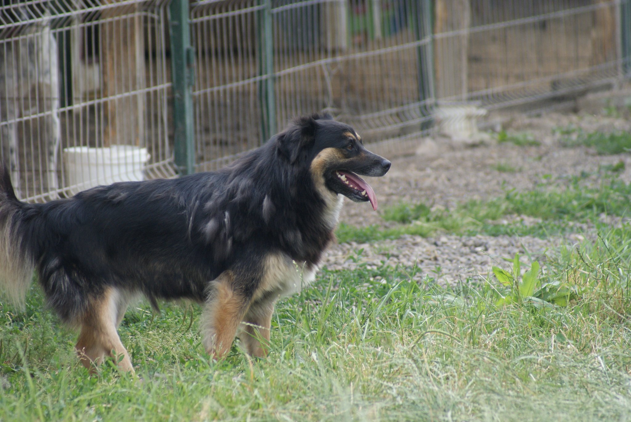 Azalea Casa lui Patrocle 8