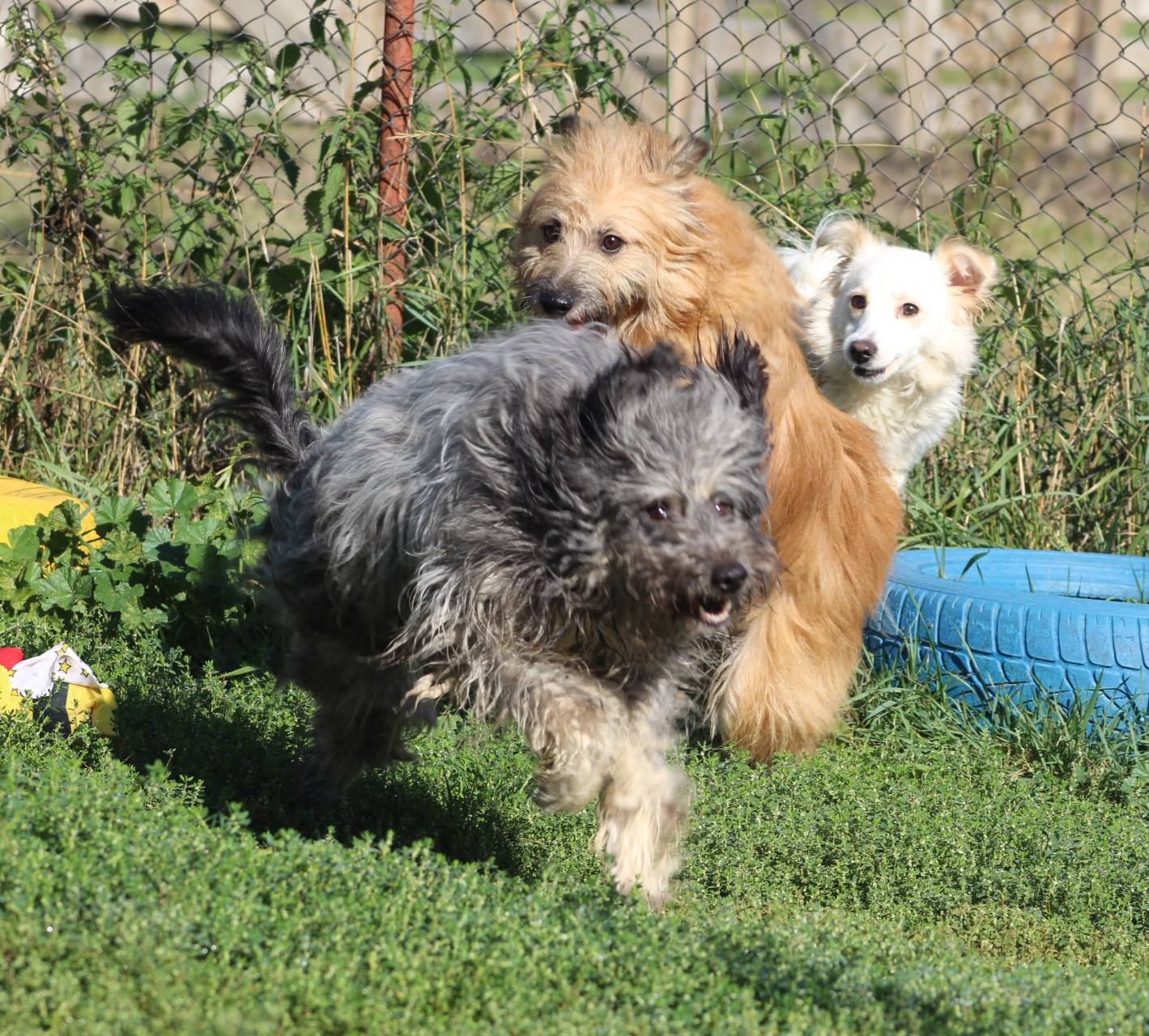 Azorel Casa lui Patrocle 3