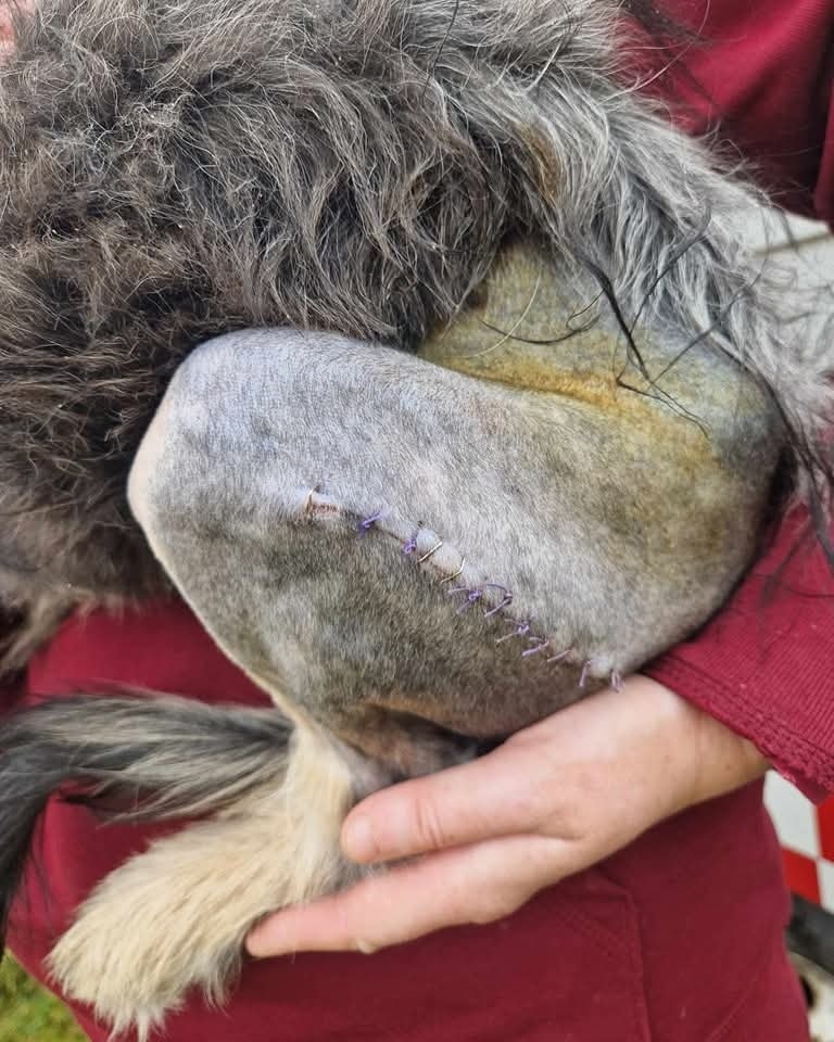 Azorel Casa lui Patrocle 5