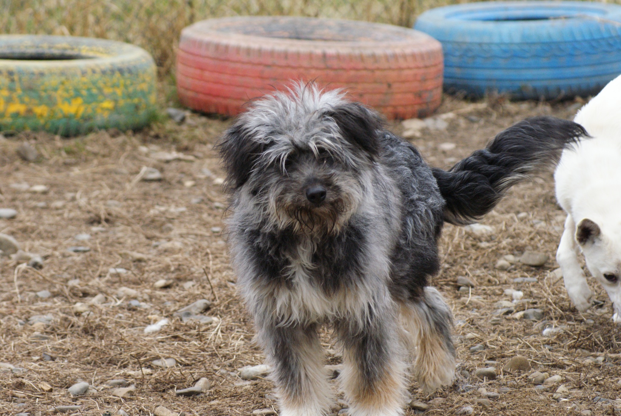 Azorel Casa lui Patrocle 6