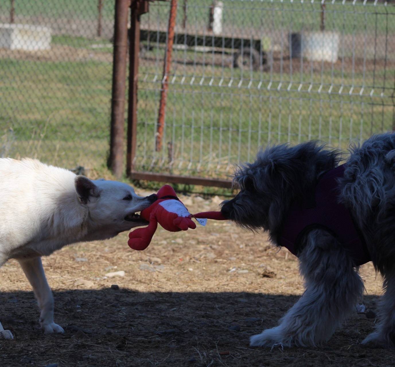 Azorel Casa lui Patrocle 8