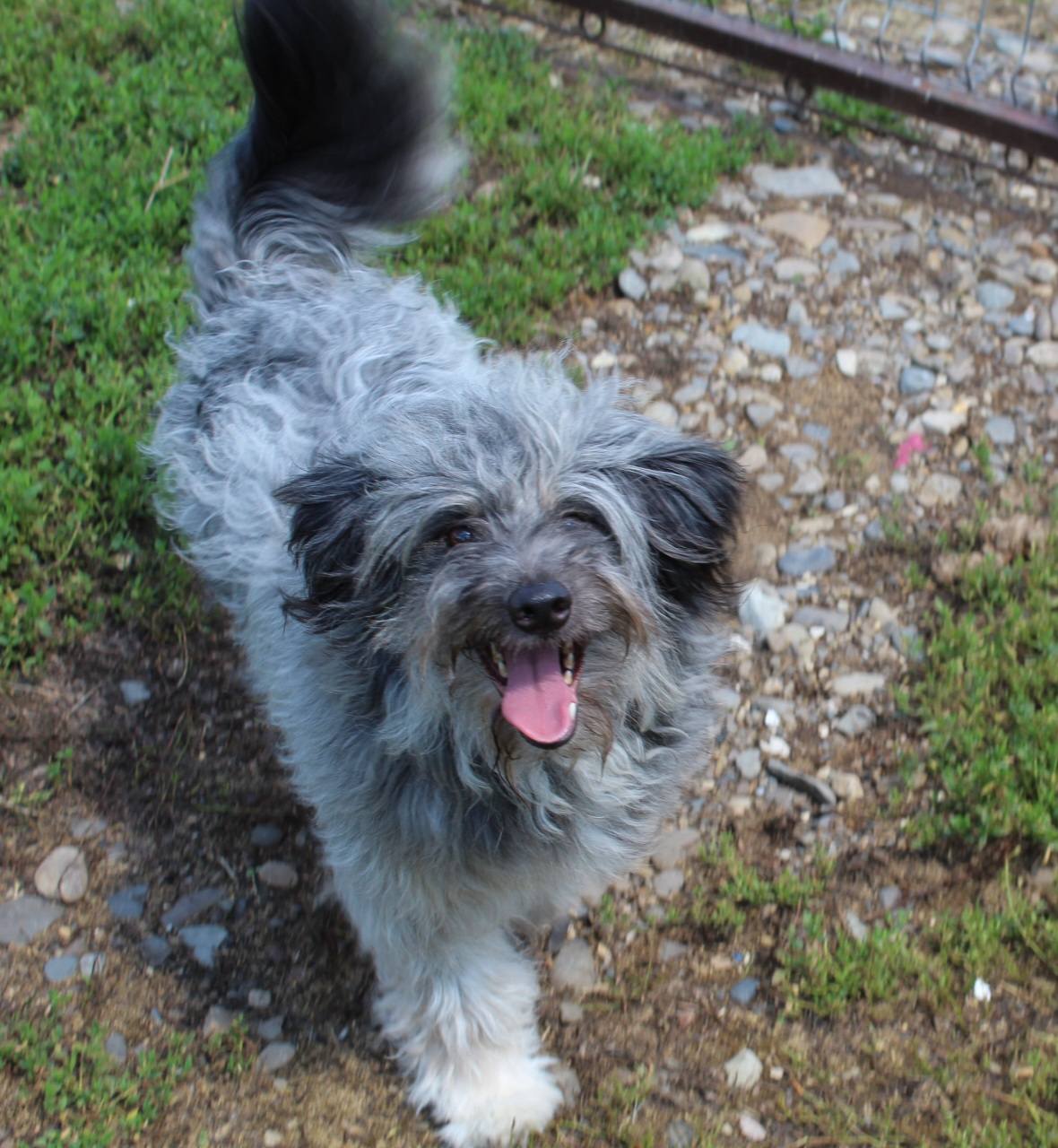 Azorel, câine mascul de talie medie