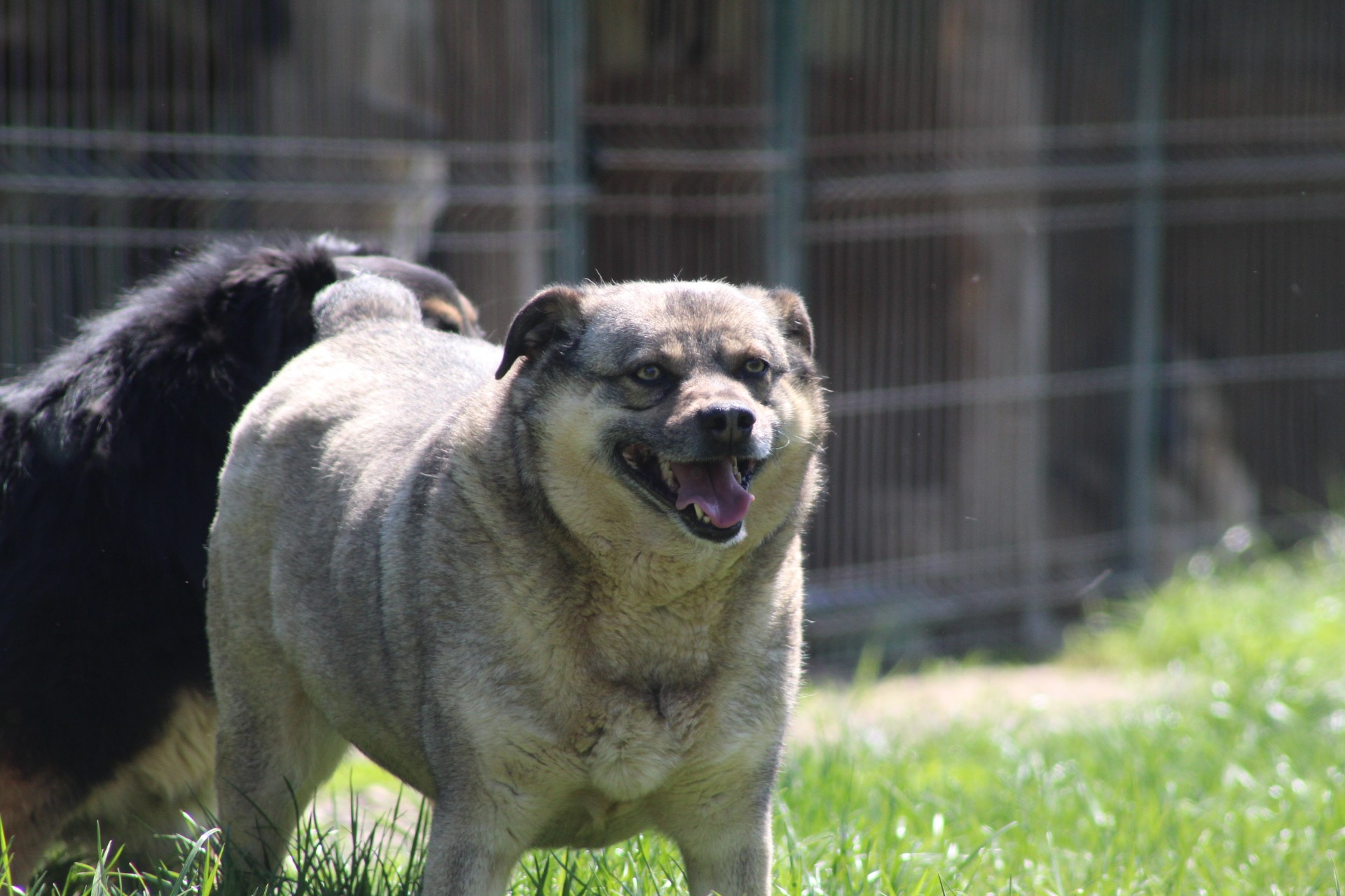 Bagira Casa lui Patrocle 2