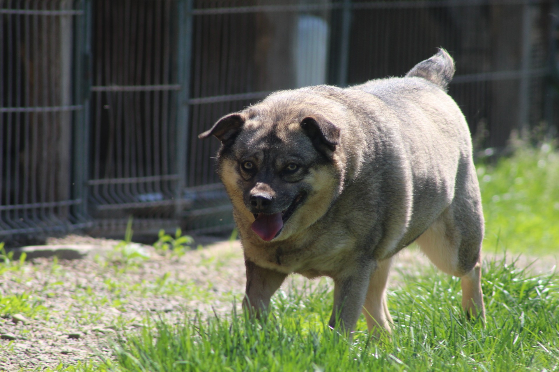 Bagira Casa lui Patrocle 3