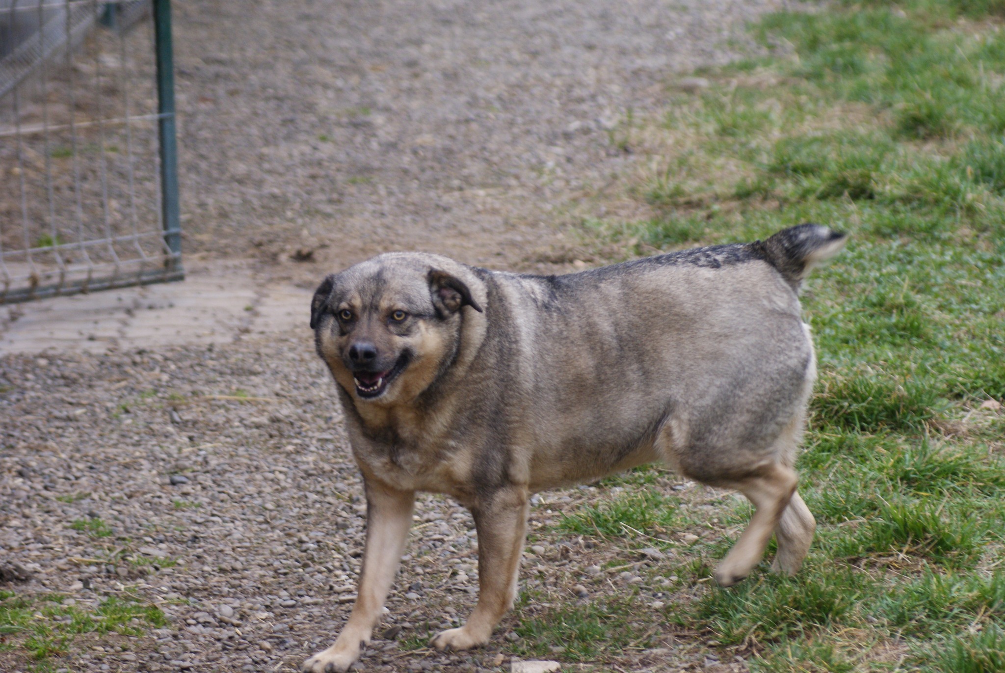 Bagira Casa lui Patrocle 4