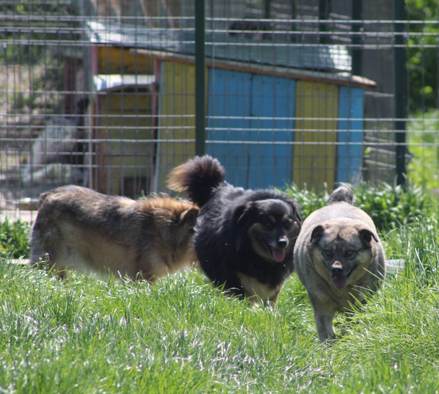 Bagira Casa lui Patrocle 5