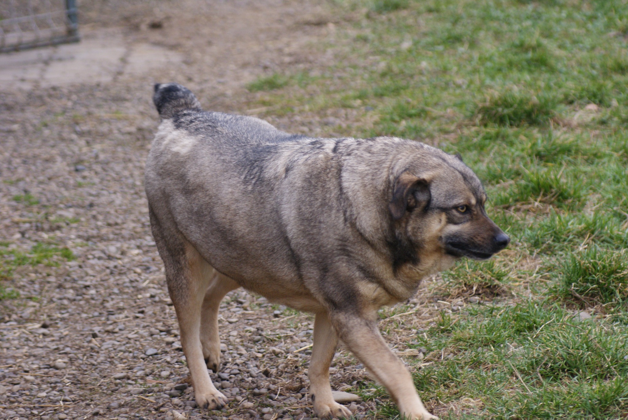 Bagira Casa lui Patrocle 6