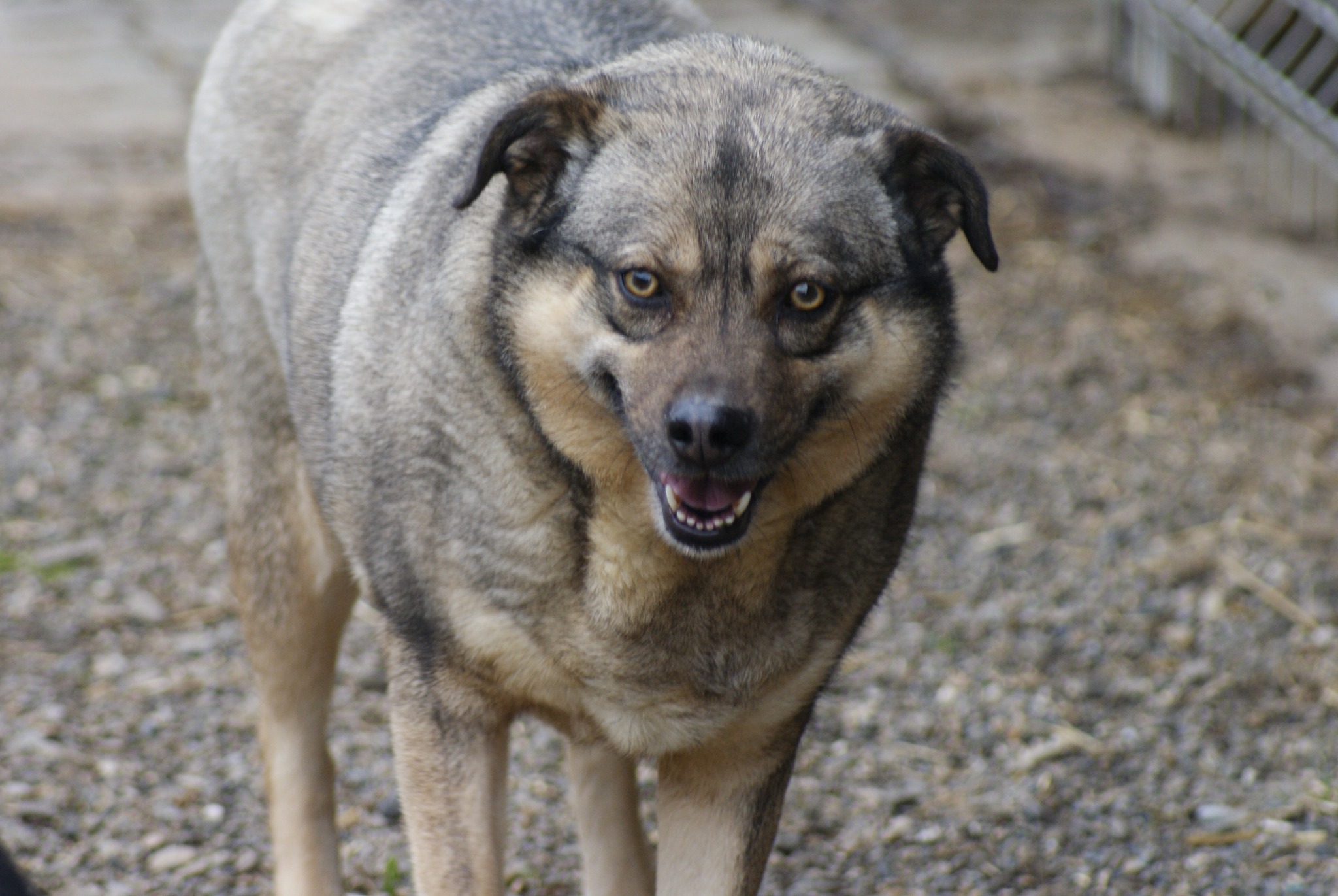 Bagira Casa lui Patrocle 7