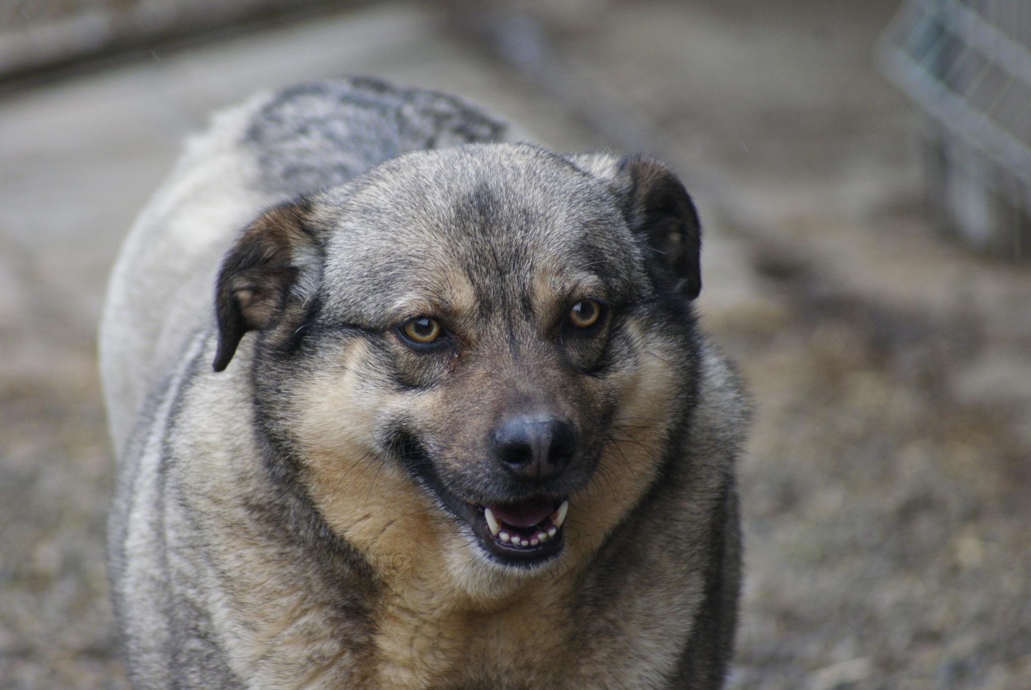 Bagira Casa lui Patrocle 8