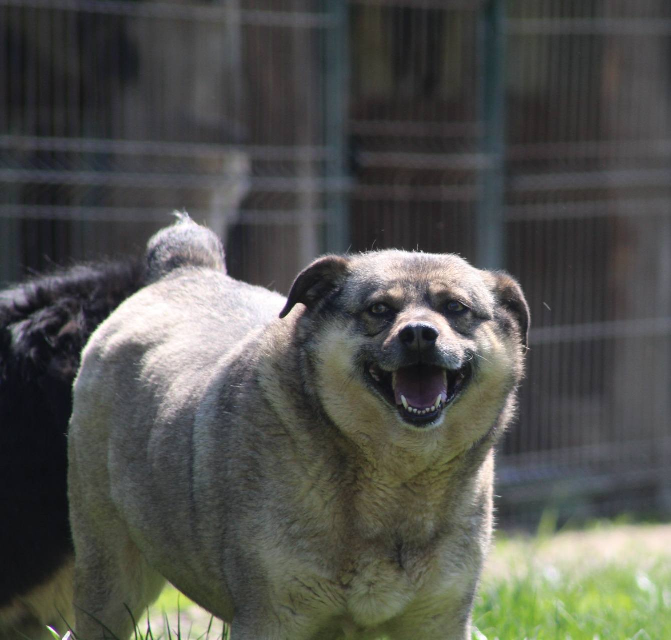 Bagira, câine femelă de talie medie