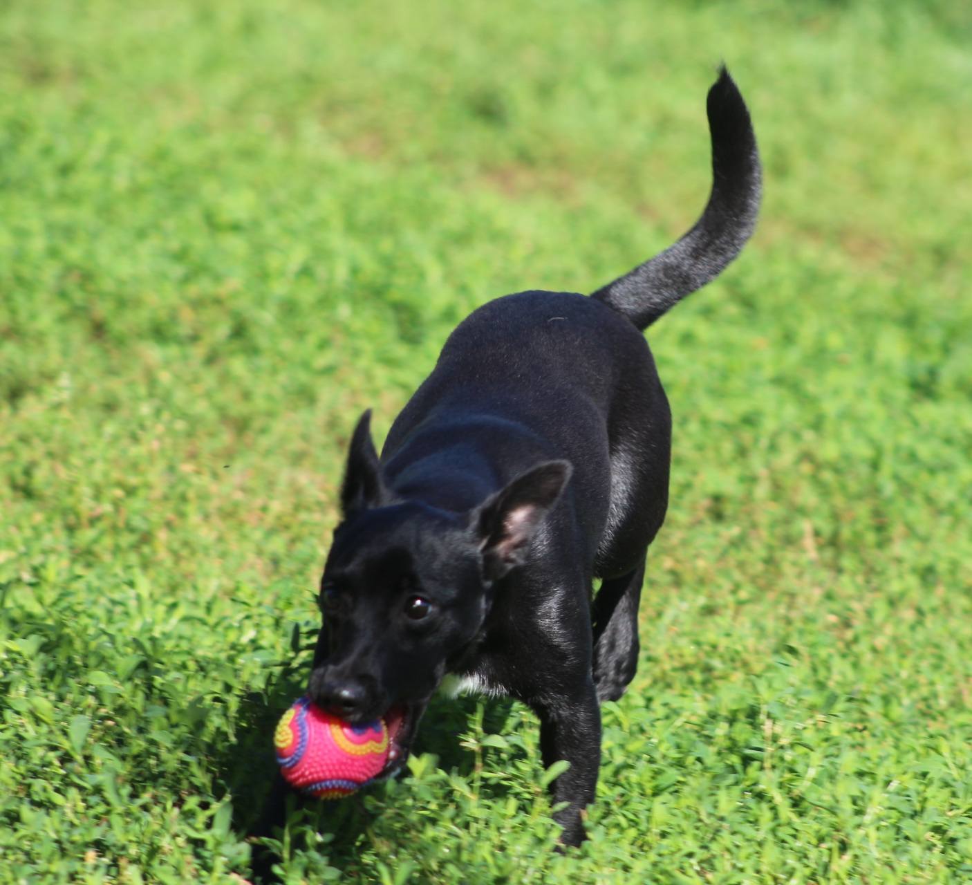 Bambi Casa lui Patrocle 2